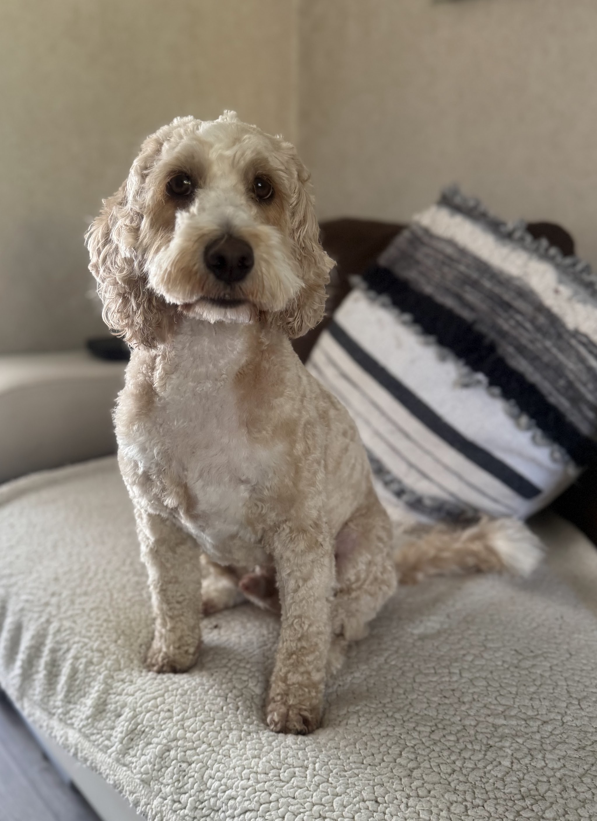 A cream cockapoo sitting on a cushion after her groom