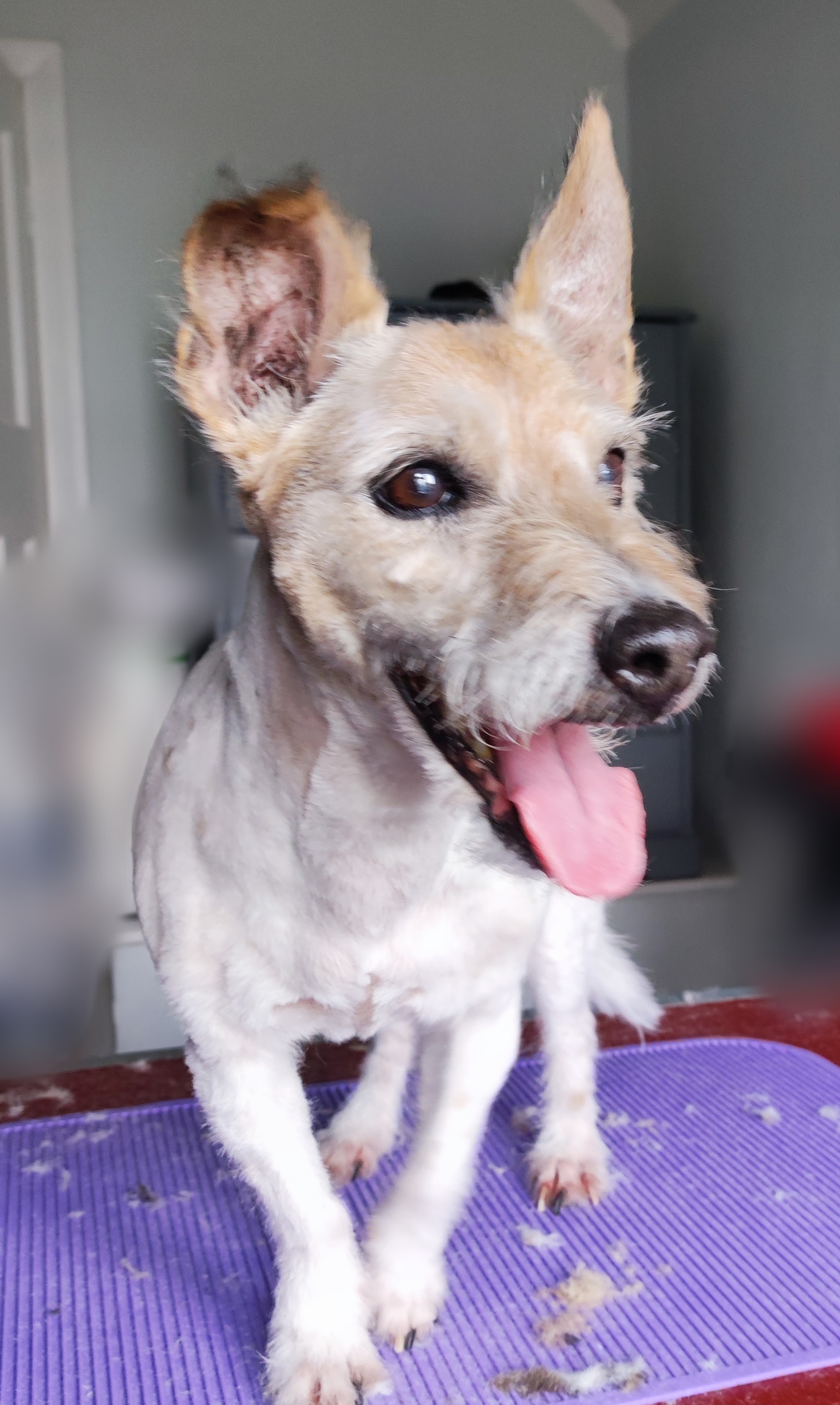 A happy Jack Russell cross with its tongue out on the grooming table