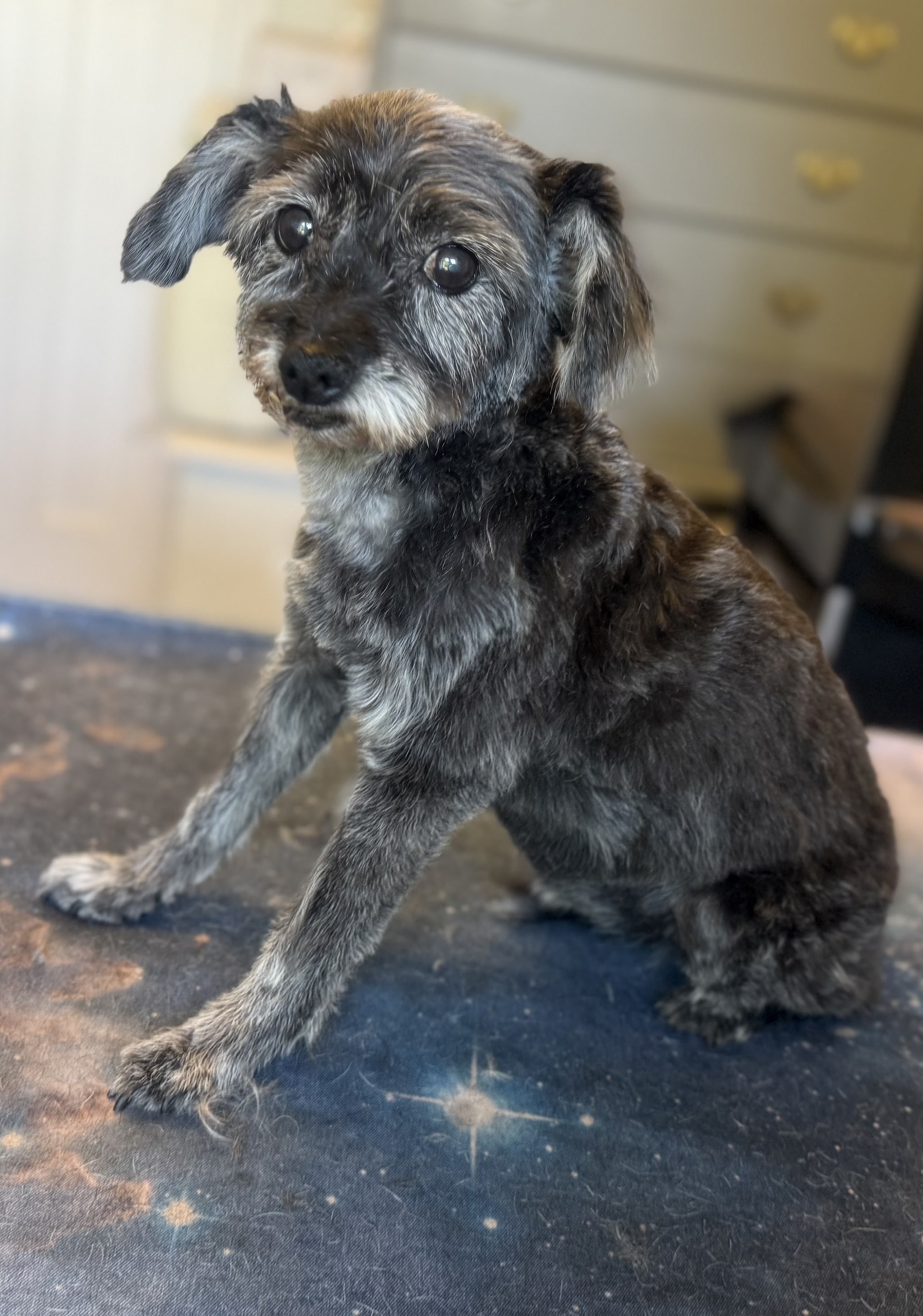 A scruffy grey terrier with a neat trim, sitting on a starry blanket
