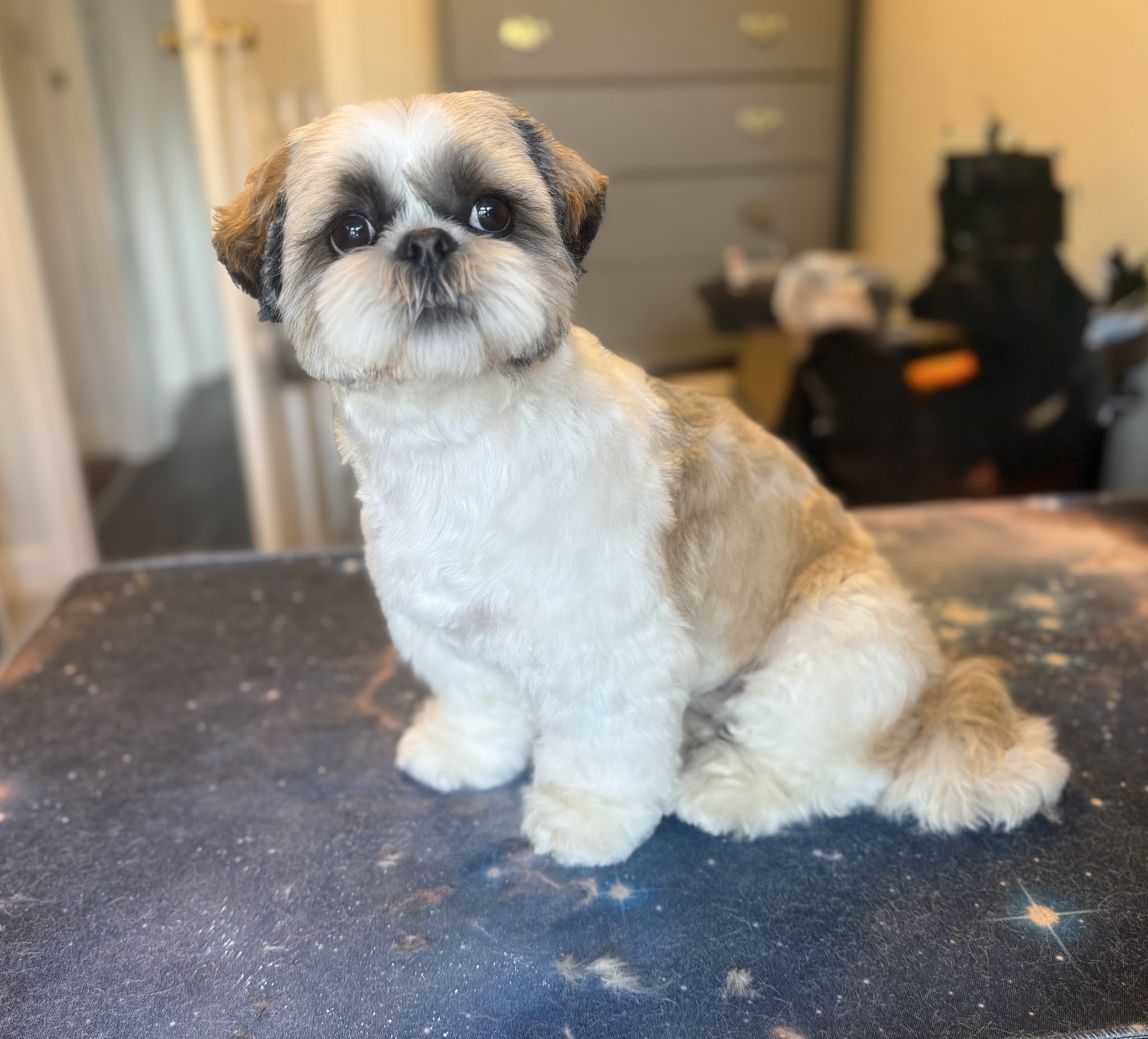 A Shih Tzu sitting neatly on the grooming table after a trim