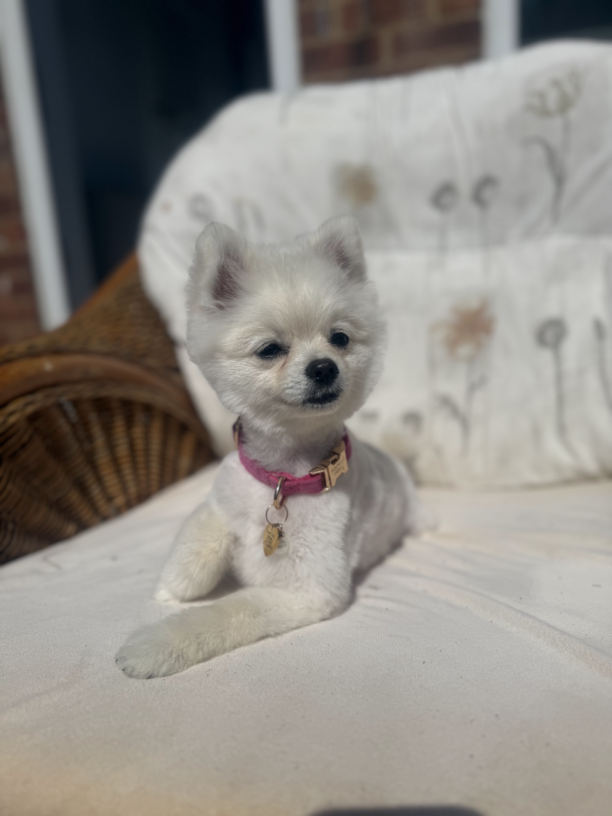 A little cream Pomeranian relaxing on a chair after grooming