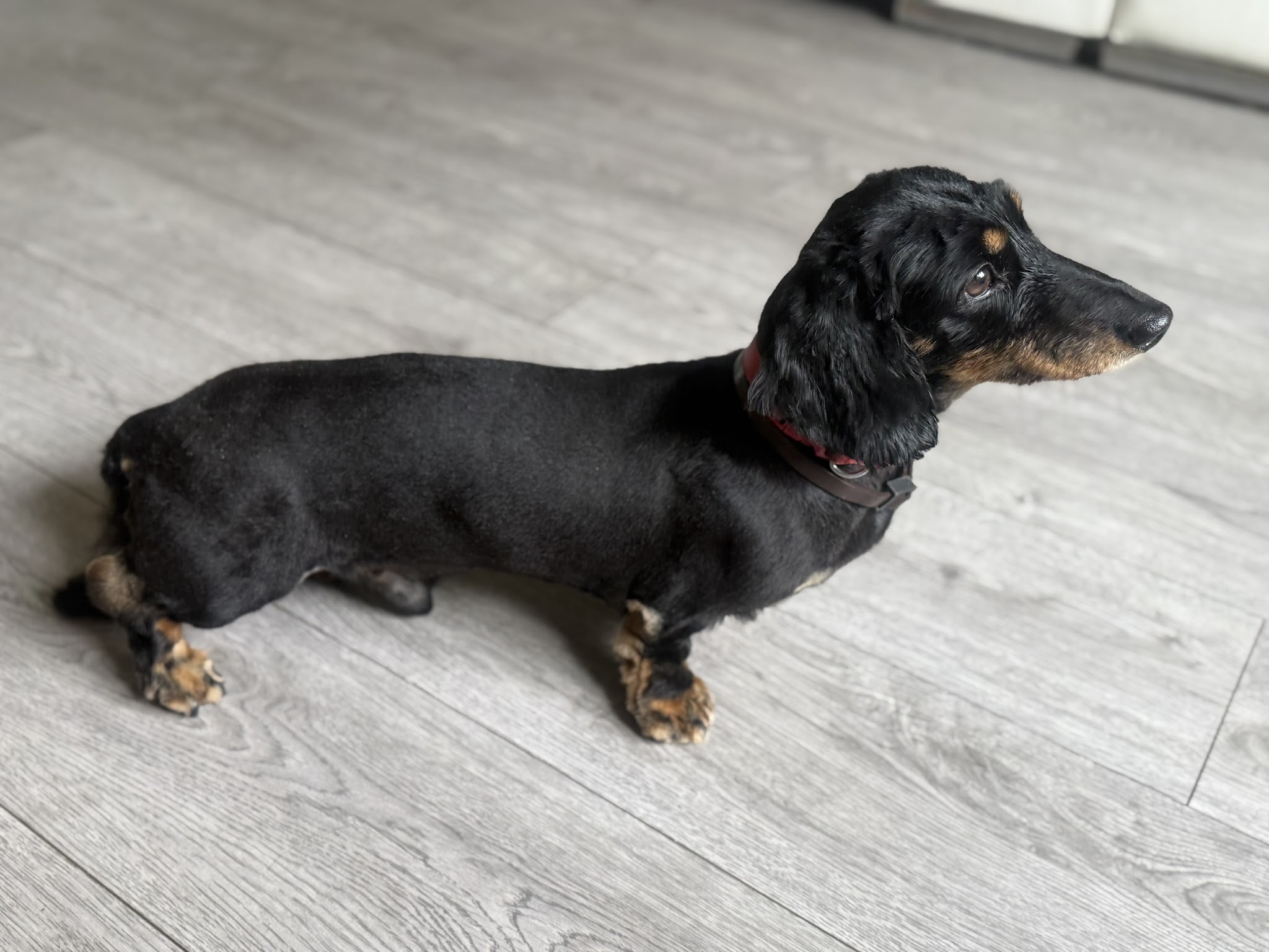 A glossy black and tan dachshund standing on a grey floor after a groom