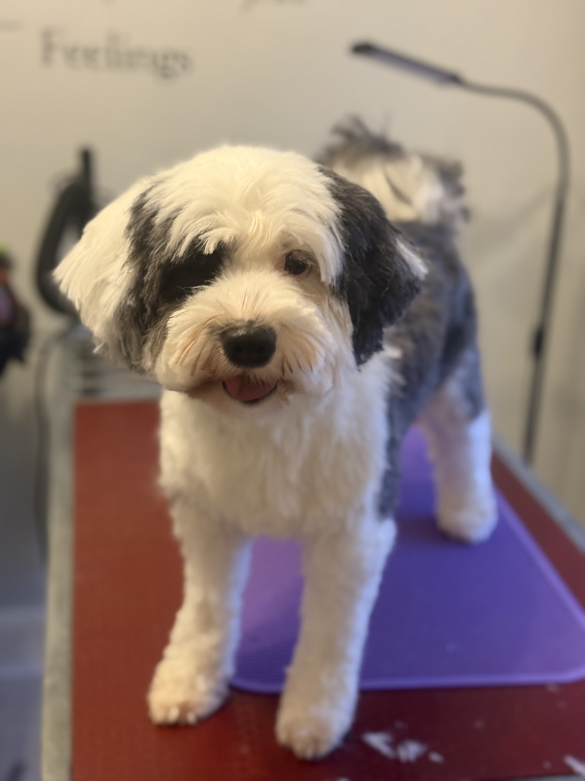 A shaggy black and white dog standing on the grooming table, freshly trimmed