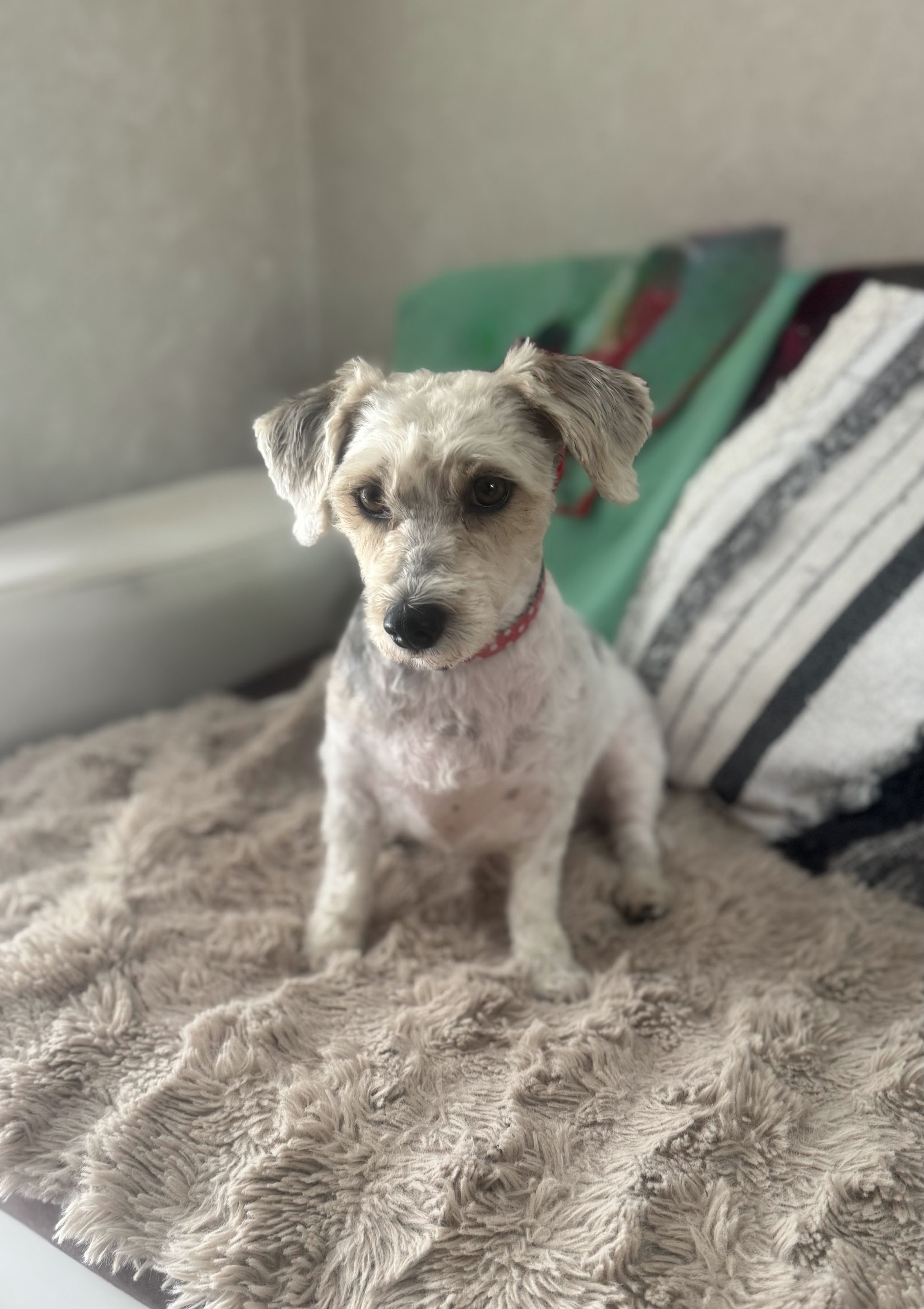 A small grey terrier cross sitting on a soft throw after a trim
